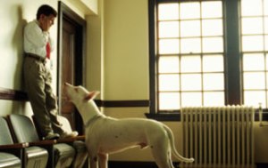 do-dogs-know-when-someone-is-afraid-of-them0