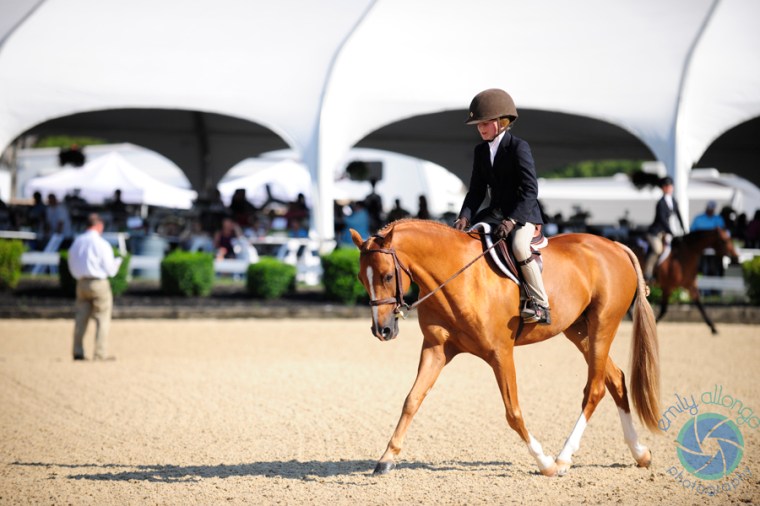 Pony Hunter Schooling 