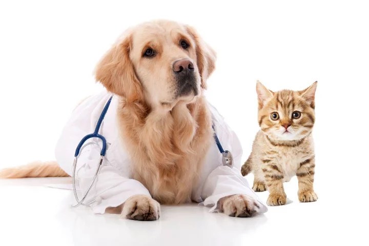 pets-good-for-your-health