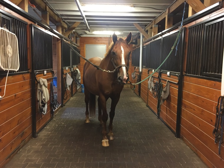 Honey seems to like her new stall at The Ethel Walker School Equestrian Center