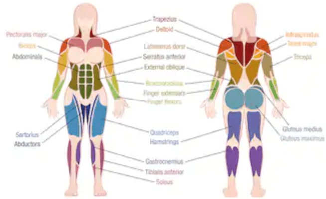 Muscular System